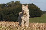 BOUVIER DES ARDENNES 262